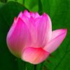 Lotus Seeds