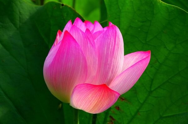 Lotus Seeds