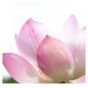 Lotus Tubers Root