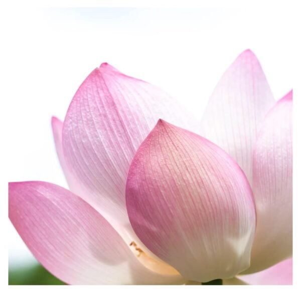 Lotus Tubers Root