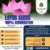 lotus seeds