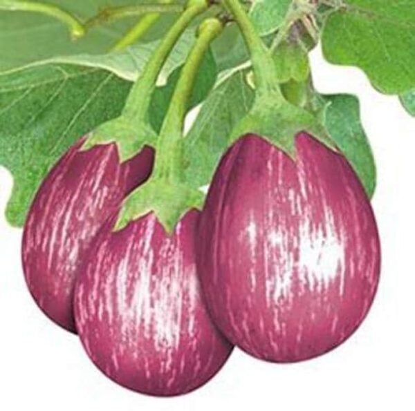 Naatu Kathirikkai Vithai