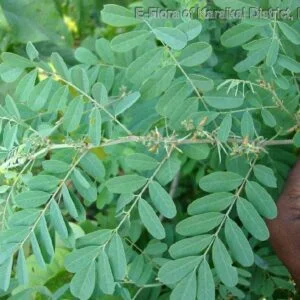 Elumbu Otti Ilai Powder